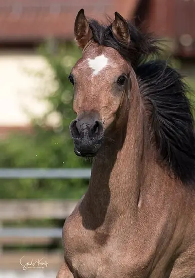 Pure Egyptian Arabian Mare, Yearling, Blue List