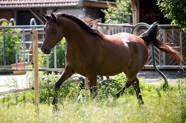 Wunderschöne Araberstute rein ägyptisch, Verbandsprämie