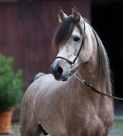 Pure Egyptian Arabian Stallion, Blue List, GOLD Premium