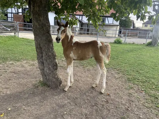 2 Sterne Prämienfohlen , Pintoaraber, Stute
