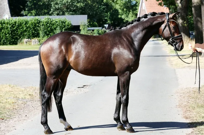 Charmanter Nachwuchshengst mit hervorragender Dressurabstammung