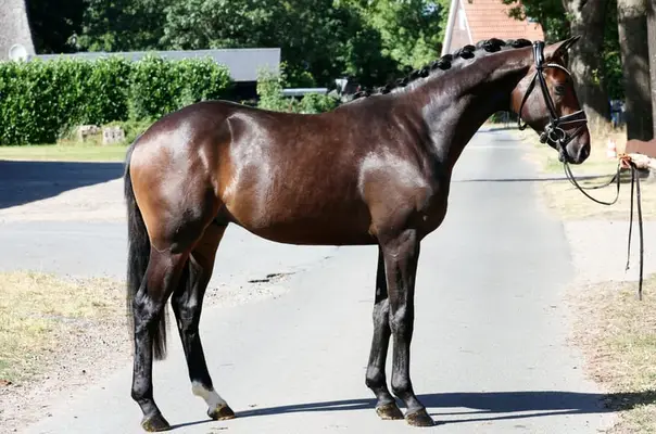 Encantador semental joven con excelente pedigrí de doma