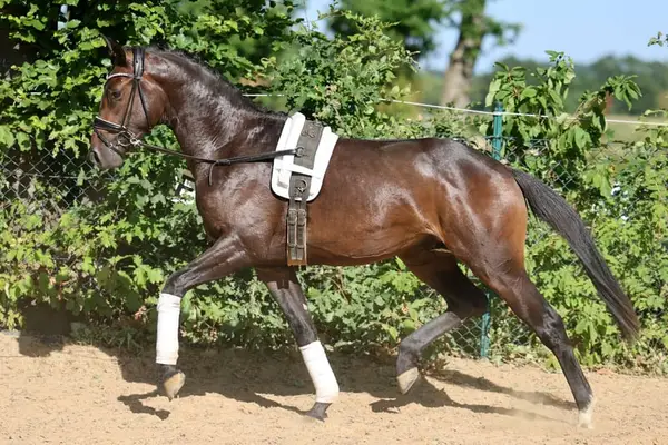 Charmanter Nachwuchshengst mit hervorragender Dressurabstammung