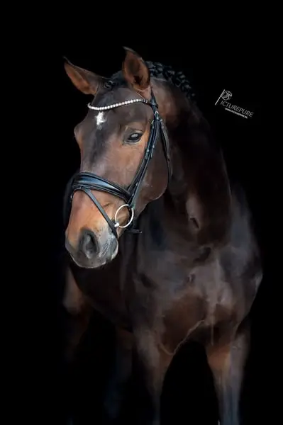 ⚜️Top Amateurpferd mit Perspektive⚜️