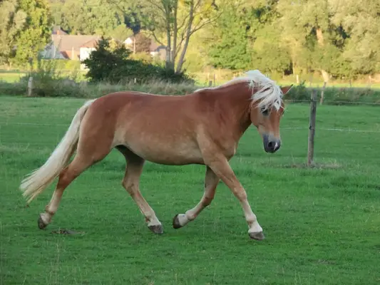 Edelbluthaflinger Stute