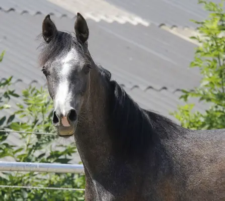 Great Yearling Stallion
