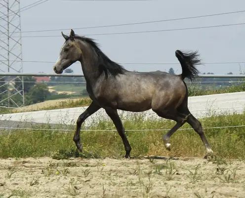 Toller Jährlingshengst