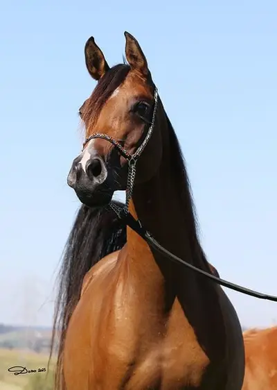National Gold Champion Stute