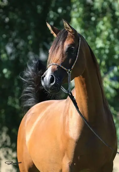 National Gold Champion Stute
