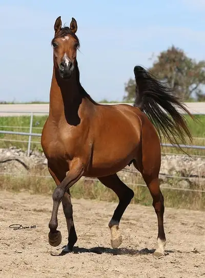 National Gold Champion Stute