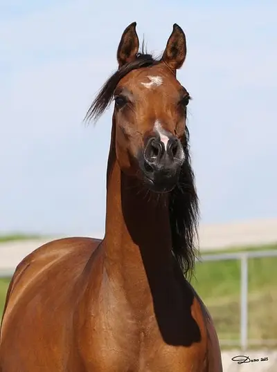 National Gold Champion Stute