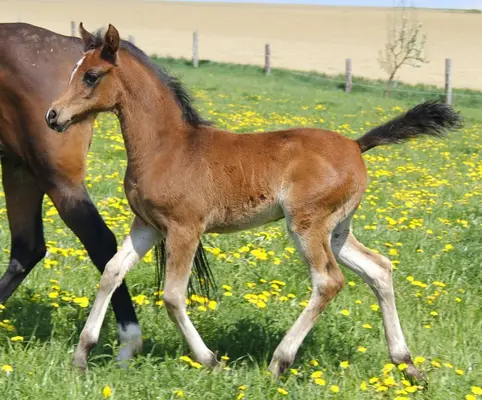 Little Muscle Pack