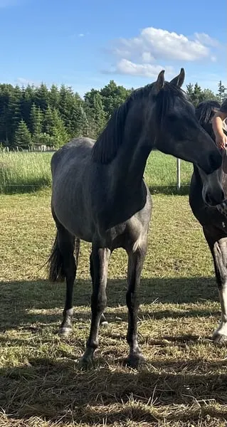 Shagya Araber, Prämiert