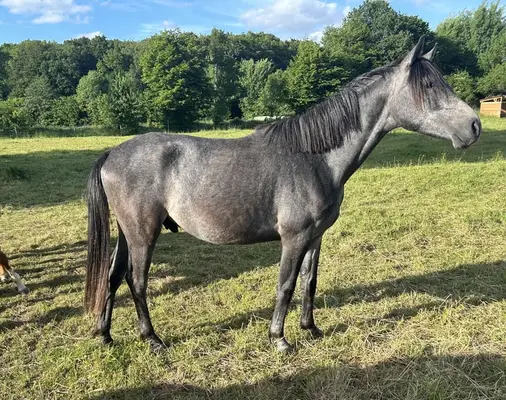 Shagya Araber, Prämiert