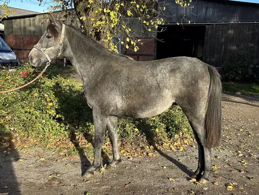 Shagya Araber, Prämiert