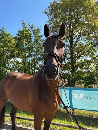 12 jährige Selle Français Stute