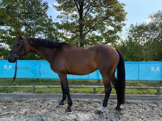12 jährige Selle Français Stute
