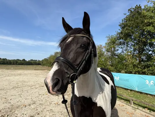 XL Ponystute