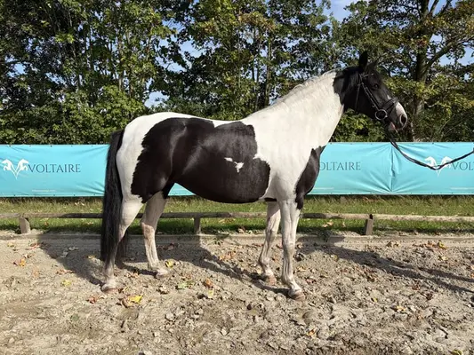 XL Ponystute