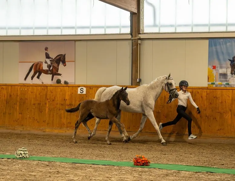 Blutgeprägtes Trakehner Fohlen