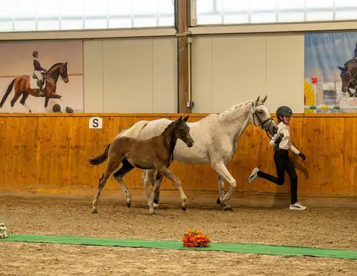 Blutgeprägtes Trakehner Fohlen