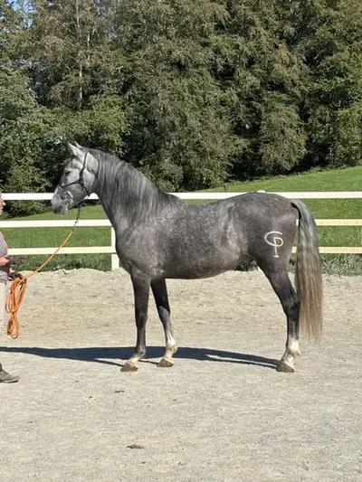 Encantador caballo tordo aprobado - talentoso y sencillo