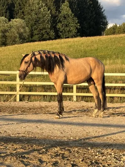 Wunderschöner Falbe mit einem sehr lieben Wesen