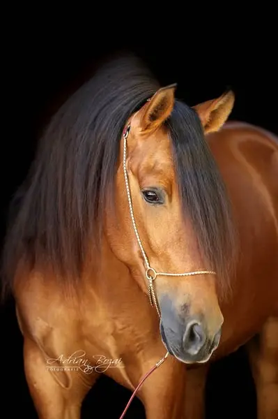 Un caballo precioso