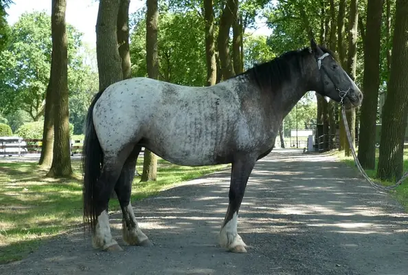 HEIKE