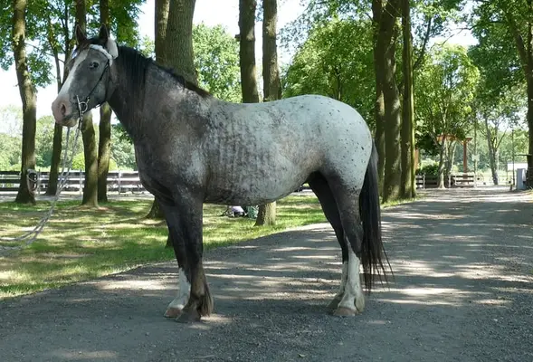 HEIKE