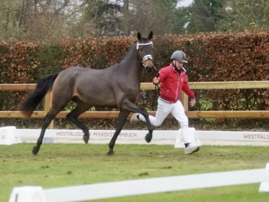 Gek. XXL Pony aus internationaler Dressurfamilie