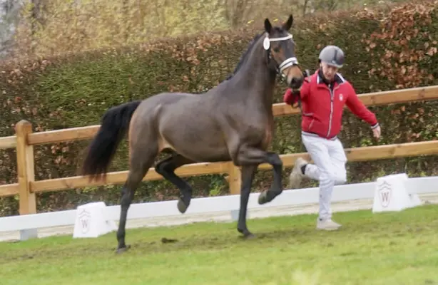 Gek. XXL Pony aus internationaler Dressurfamilie