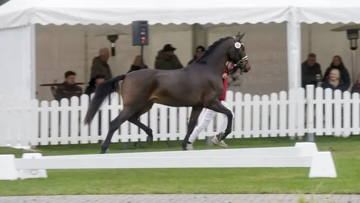Gek. XXL Pony aus internationaler Dressurfamilie