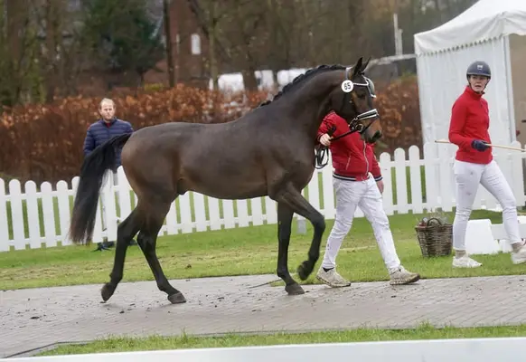 Gek. XXL Pony aus internationaler Dressurfamilie