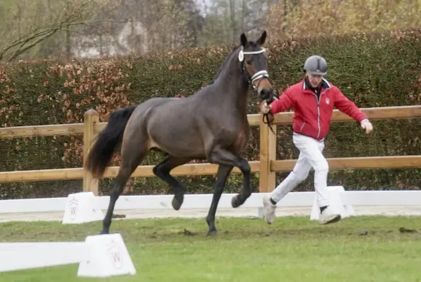 Gek. XXL Pony aus internationaler Dressurfamilie