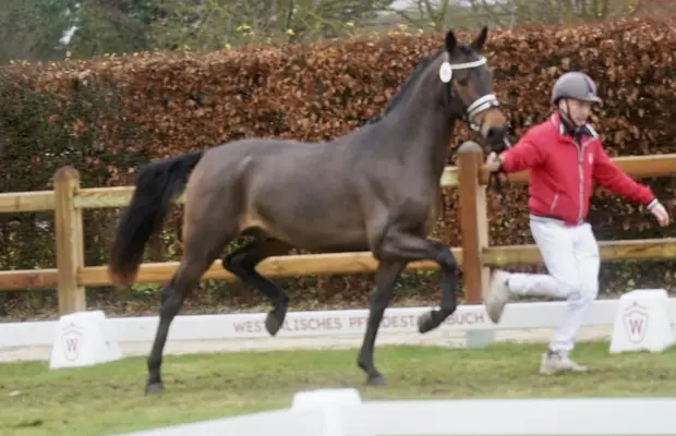 Gek. XXL Pony aus internationaler Dressurfamilie
