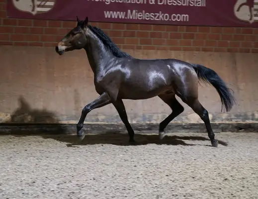 Gek. XXL Pony aus internationaler Dressurfamilie