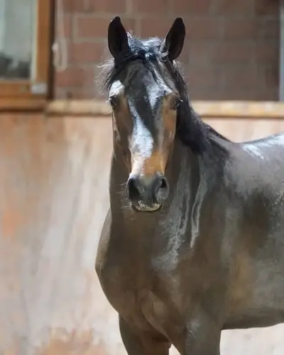 Gek. XXL Pony aus internationaler Dressurfamilie