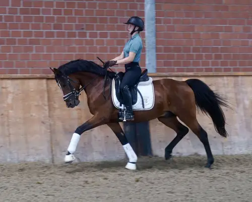 Typvoller gekörter Dressuryoungster für Sport & Zucht