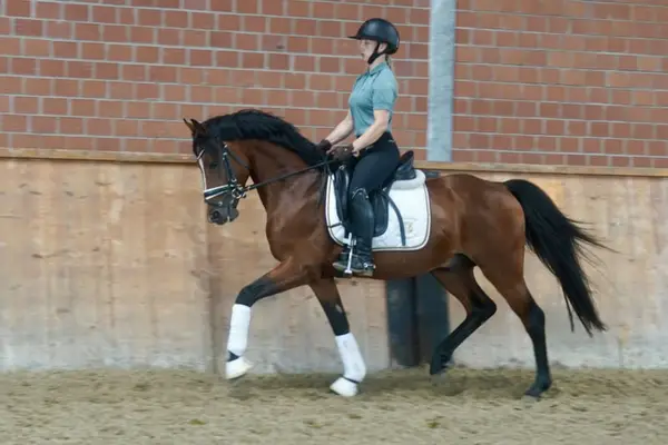 Typvoller gekörter Dressuryoungster für Sport & Zucht