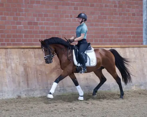 Typvoller gekörter Dressuryoungster für Sport & Zucht