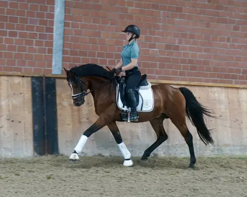 Typvoller gekörter Dressuryoungster für Sport & Zucht