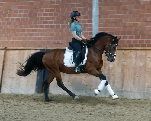Typvoller gekörter Dressuryoungster für Sport & Zucht