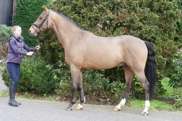 Typcharmanter Nachwuchscrack von Escolar