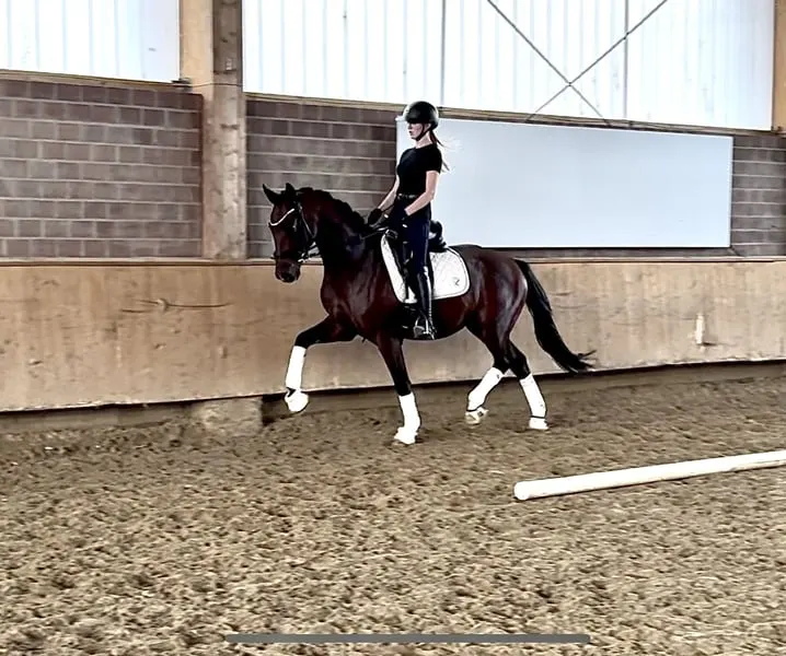 Top Nachwuchs Pferd mit super Charakter