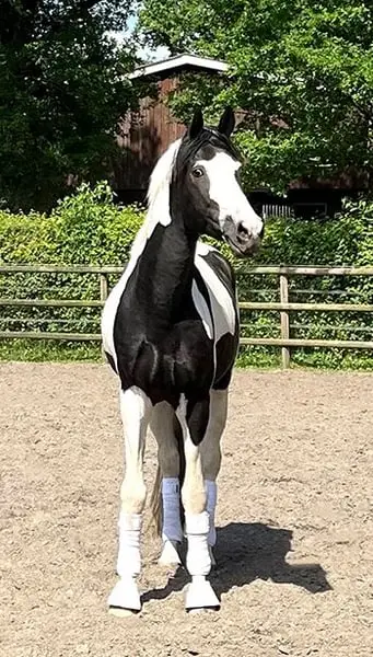 Deckanzeige! Rarität - Reinerbiger Farbgarant mit top Abstammung!