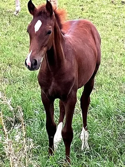 Typvoller Nachwuchs-Springer sucht Lieblingsmenschen