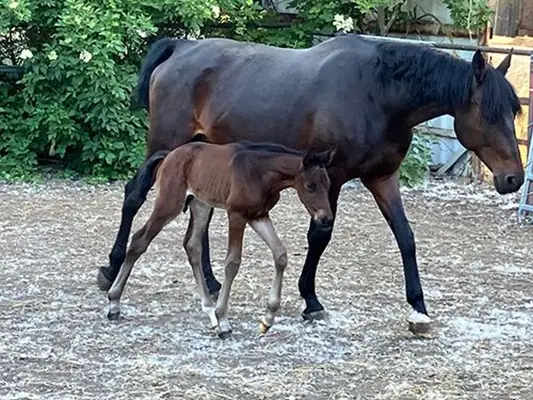 Bildschöner Dressurnachwuchs mit top Pedigree