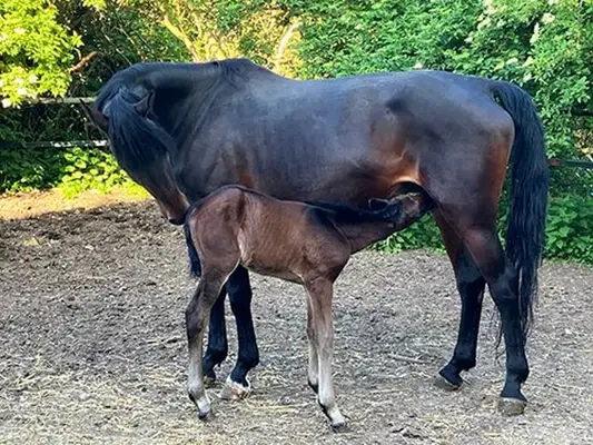 Bildschöner Dressurnachwuchs mit top Pedigree