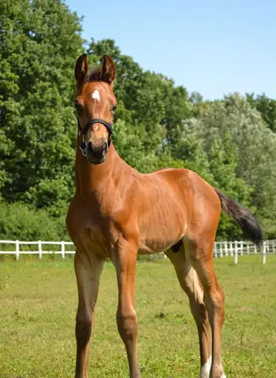 Hengstfohlen von Keaton/Adagio de Talma